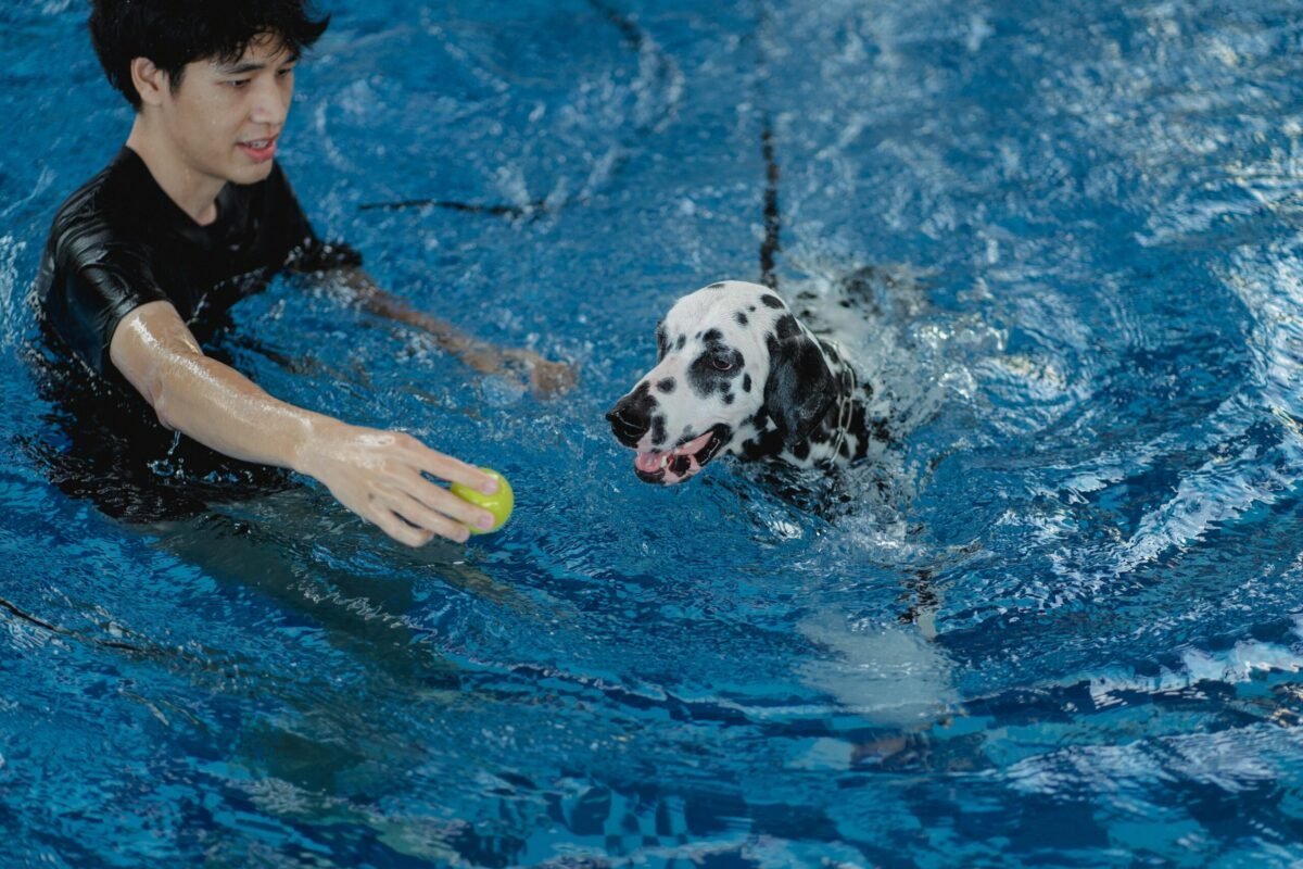 A Dalmatian dog swimming in a poo