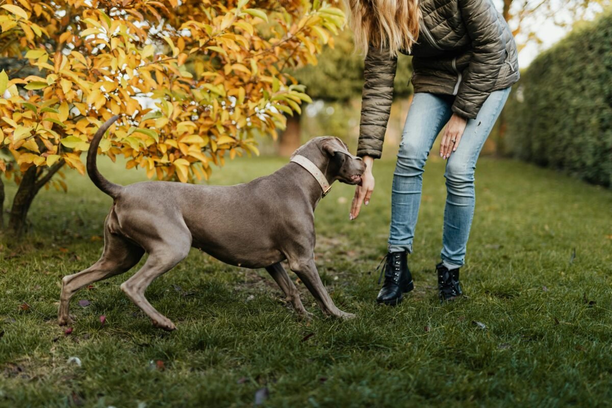 A person crouching and interacting with a large grey dog in a park during autumn