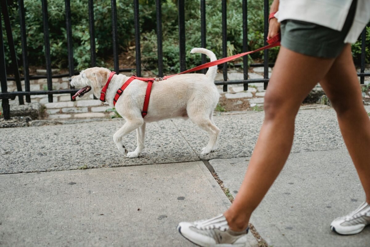 A small white dog walking on a leash, wearing a red harness, with a person beside them