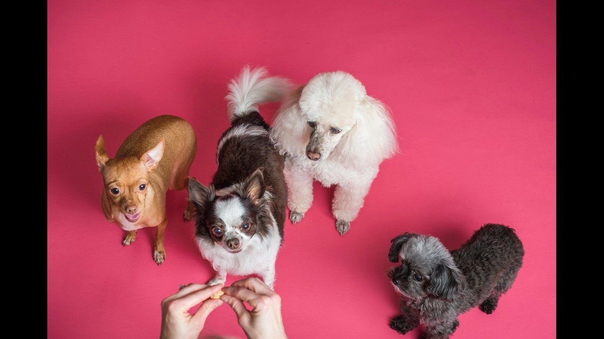 group of four small dogs possibly waiting for treats from a person